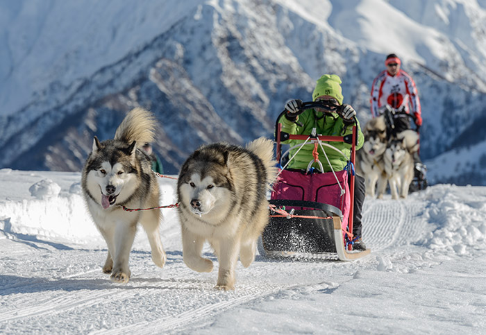 Activites Chiens Montblanc